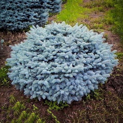 dwarf round blue spruce