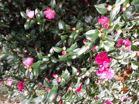 dwarf sasanqua camellia varieties