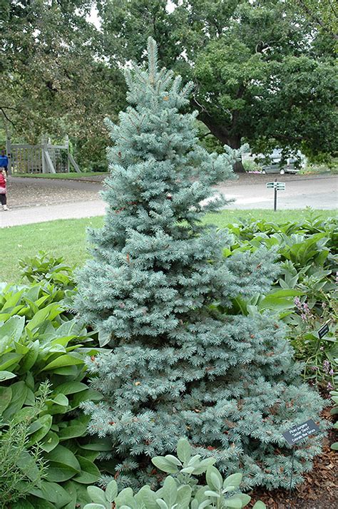 dwarf spruce trees for landscaping