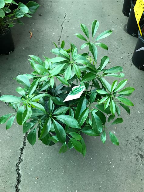 dwarf umbrella tree plant