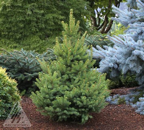 dwarf white spruce tree