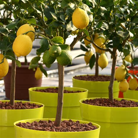 Dwarf Lemon Tree Eureka Plants for Spaces
