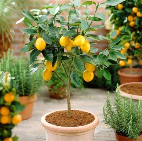 Dwarf Lisbon Lemon Trees for Sale Madison Citrus Nursery