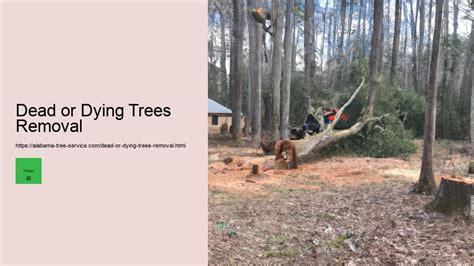 Dying Trees Removal