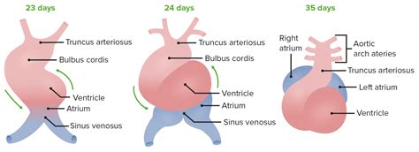 Dynamics Of Heart Development