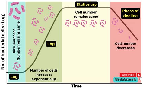 Dynamics Of Microbial Growth