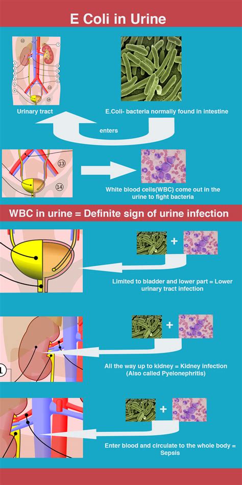 e coli in urine and contact precautions