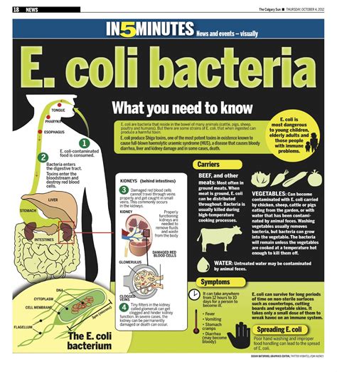 Understanding E Coli Poisoning: Causes, Symptoms, and Prevention Strategies