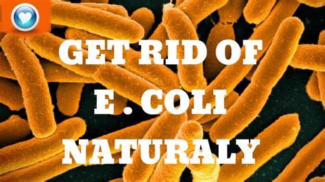 e coli treatment at home