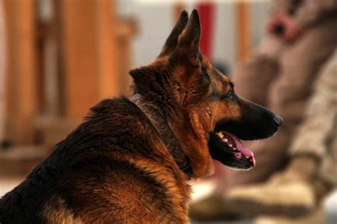 E Collar For German Shepherd