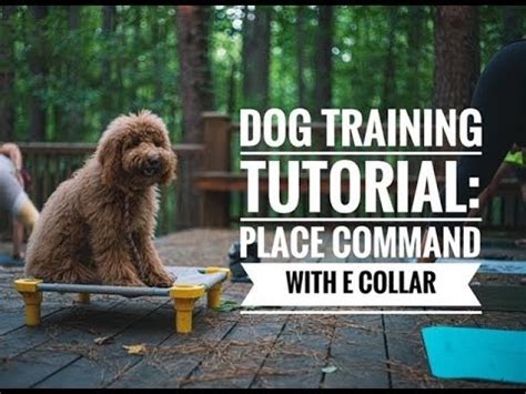 E Collar Training Place Command