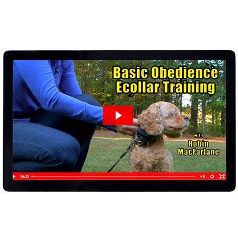 E-Collar Basic Obedience Introduction
