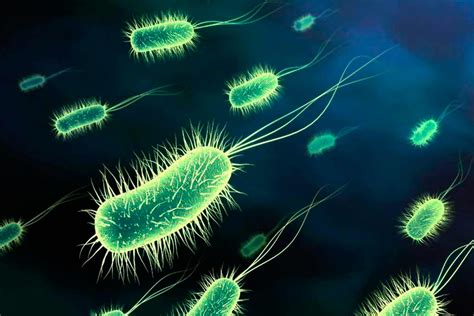 e. coli tipo de bacteria