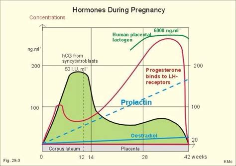e3g levels during pregnancy