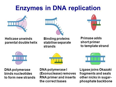 Each Enzyme In Dna Replication