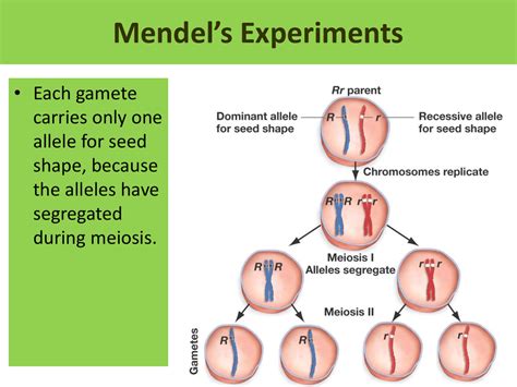 each gamete carries only one allele