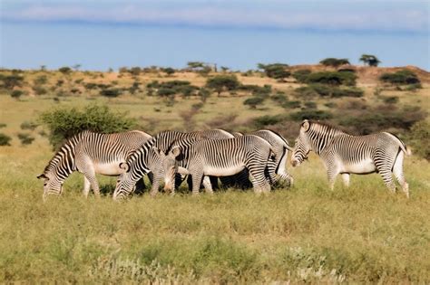 Each One Has A Unique Stripe Pattern Nyt