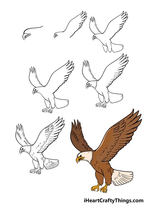 Step by Step How to Draw a Eagle