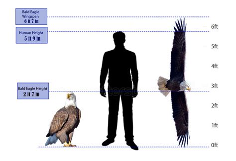 harpy eagle size comparison by kingocelotclaws on DeviantArt