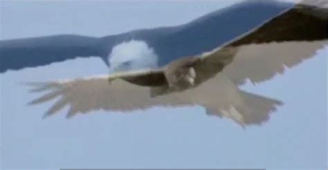 eagle and condor story