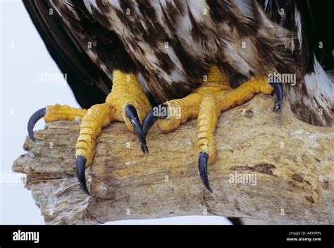 Discover 7 Insights eagle feet uncover their incredible power