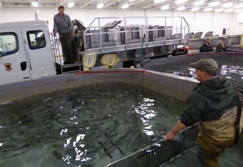 eagle fish hatchery idaho