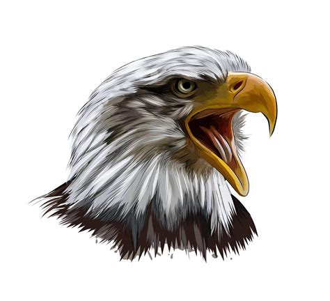eagle head vector art