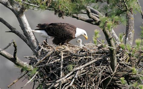 eagle in the nest