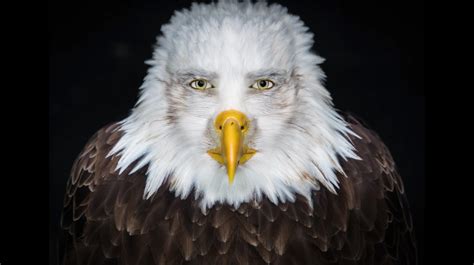 Eagle Meme