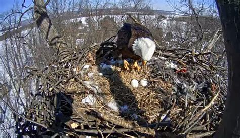 eagle nest in hanover pa news