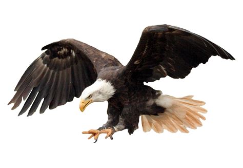 Eagle Transparent Background