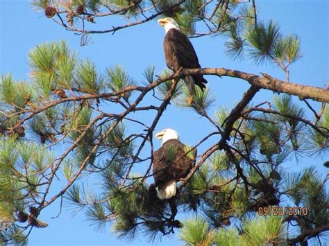 eagles in south carolina