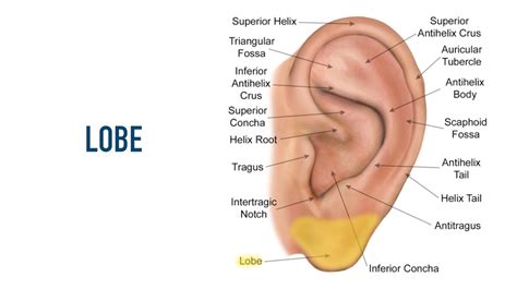 Ear Anatomy Lobe