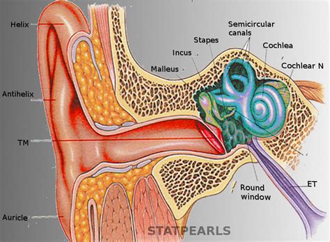 Ear Anatomy Ncbi