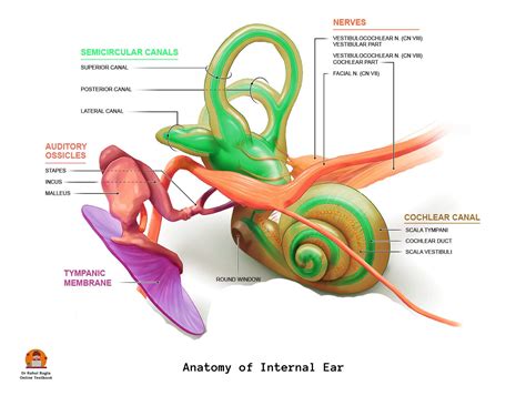 Ear Anatomy Video