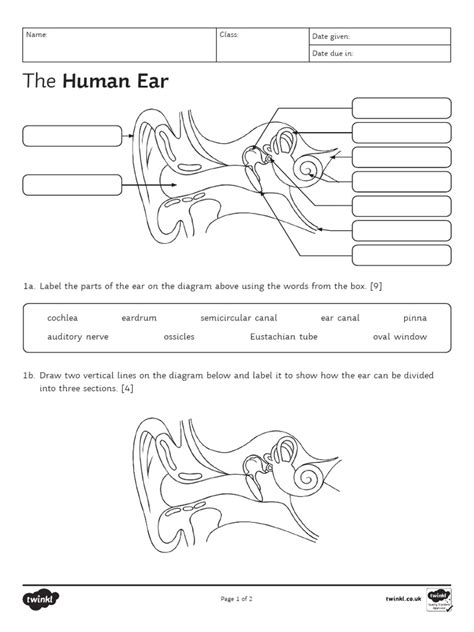 Ear And Ear Functions Worksheet For Kids