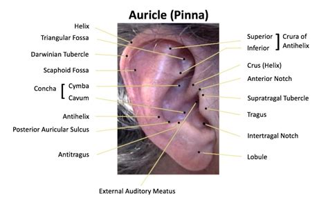 Ear Behind Pinna