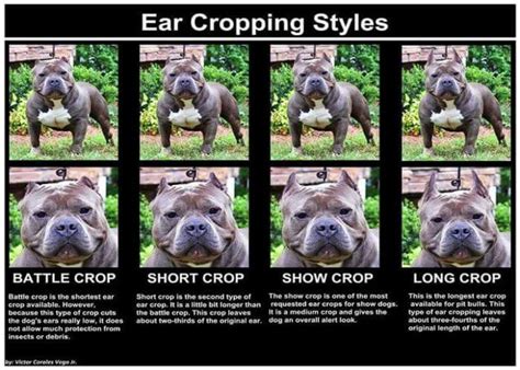 Ear Cropping Dogs