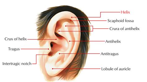Ear Helix Function