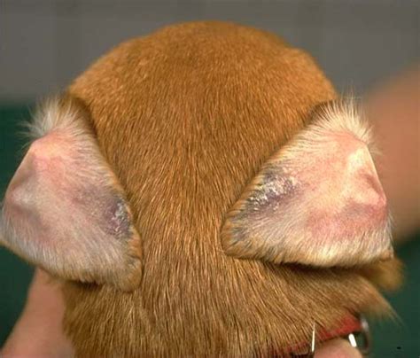ear margin seborrhea in dogs