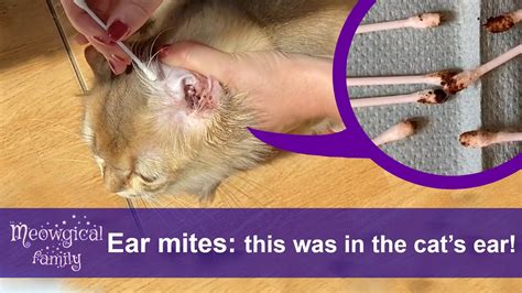 Ear Mites in Cats Prevention
