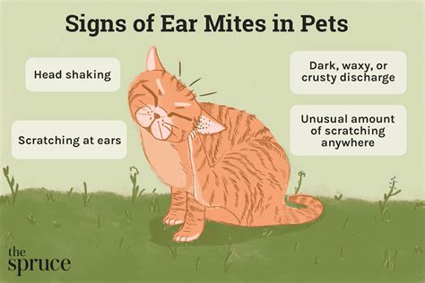 Ear Mites in Cats Symptoms