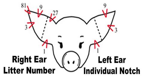 Ear Notch Chart