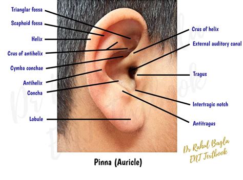 Ear Pinna Develops From