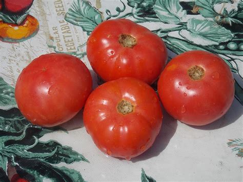 early large red tomato