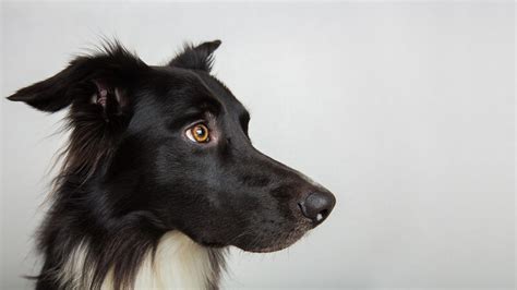 early onset deafness border collie database