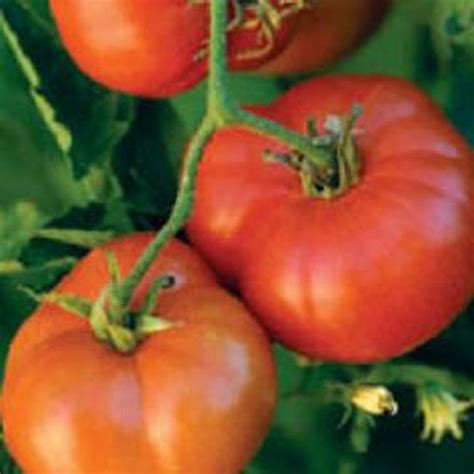 early red chief tomato