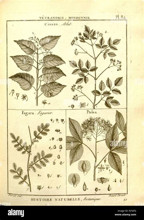 Early Scientific Illustrations