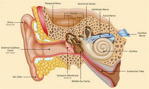 Ears Connected To Each Other