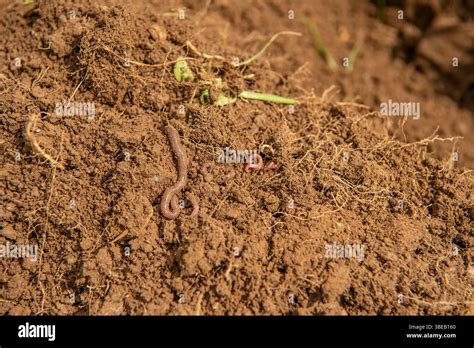 5 Ways Earthworms Help